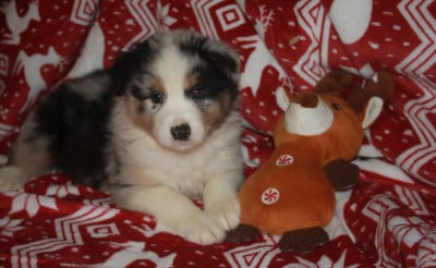 Les chiots de Berger Australien