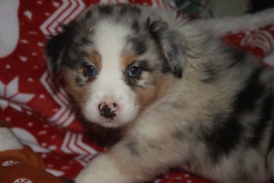 Les chiots de Berger Australien