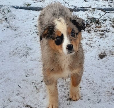 Les chiots de Berger Australien
