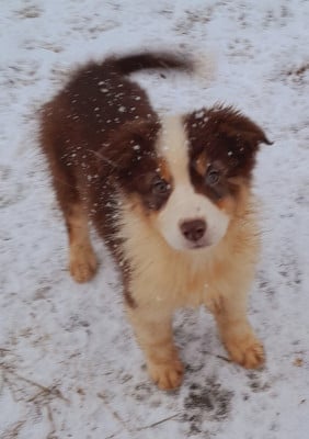 Les chiots de Berger Australien
