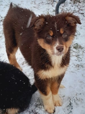 Les chiots de Berger Australien