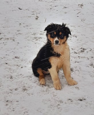 Les chiots de Berger Australien