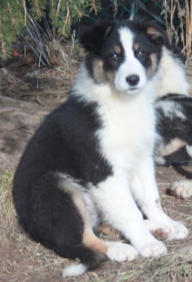 Les chiots de Berger Australien