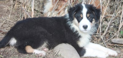 Les chiots de Berger Australien