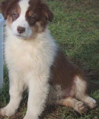 Les chiots de Berger Australien
