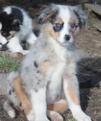 Les chiots de Berger Australien