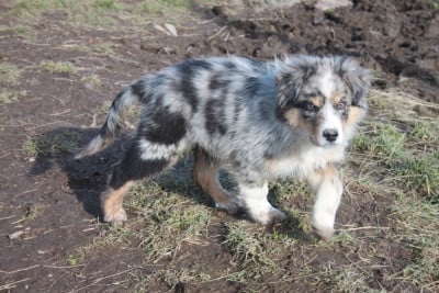 Les chiots de Berger Australien