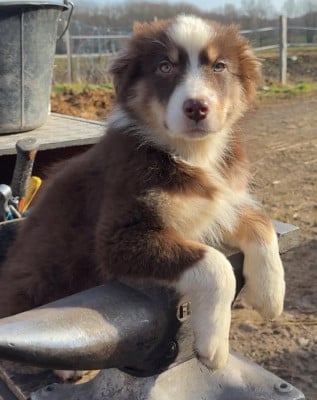 Les chiots de Berger Australien