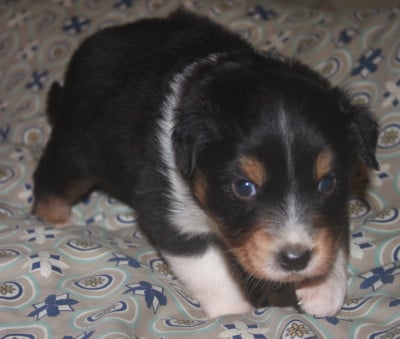 Les chiots de Berger Australien
