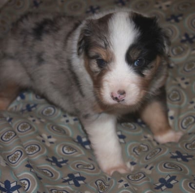Les chiots de Berger Australien