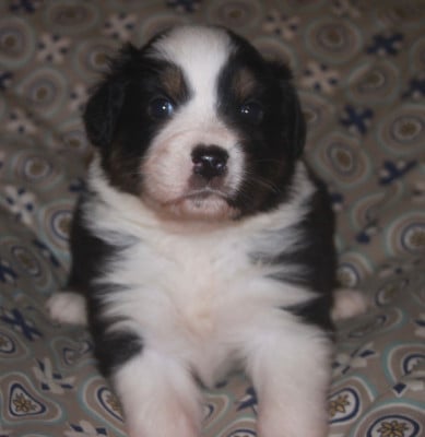 Les chiots de Berger Australien