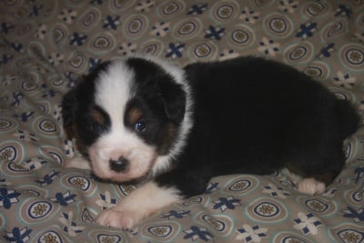 Les chiots de Berger Australien