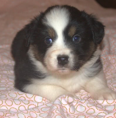 Les chiots de Berger Australien