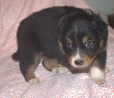 Les chiots de Berger Australien
