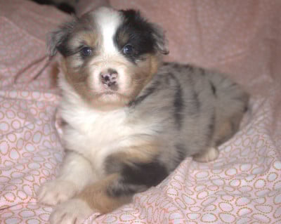 Les chiots de Berger Australien