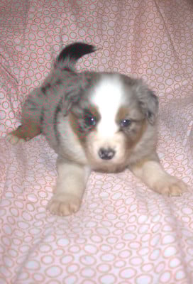 Les chiots de Berger Australien