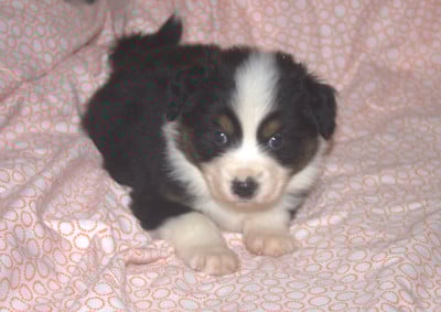 Les chiots de Berger Australien