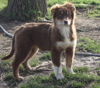 Les chiots de Berger Australien