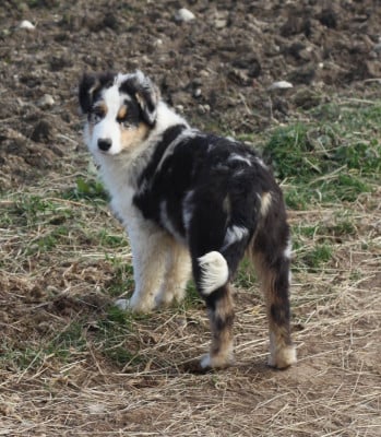 Les chiots de Berger Australien