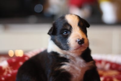 Les chiots de Berger Australien