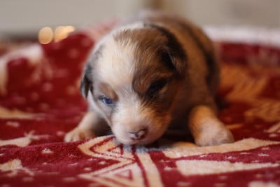 Les chiots de Berger Australien