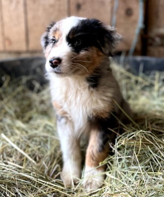 Les chiots de Berger Australien