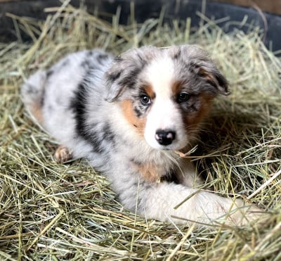 Les chiots de Berger Australien