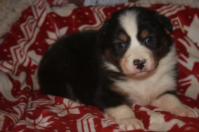 Les chiots de Berger Australien