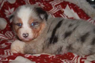 Les chiots de Berger Australien