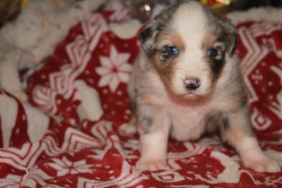 Les chiots de Berger Australien