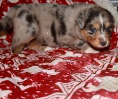 Les chiots de Berger Australien
