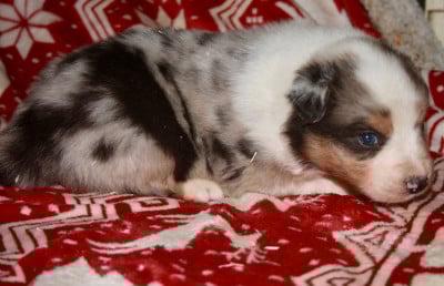 Les chiots de Berger Australien