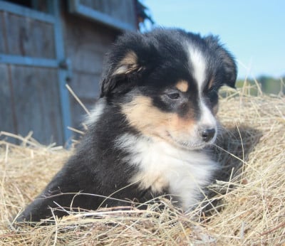 Les chiots de Berger Australien