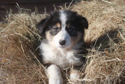 Les chiots de Berger Australien