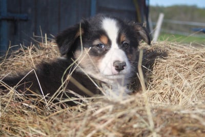 Les chiots de Berger Australien