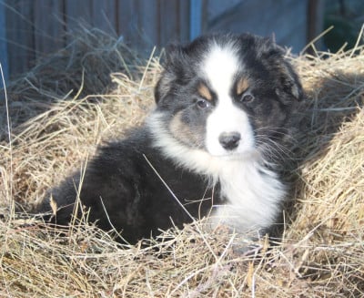 Les chiots de Berger Australien