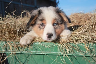 Les chiots de Berger Australien