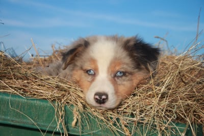 Les chiots de Berger Australien