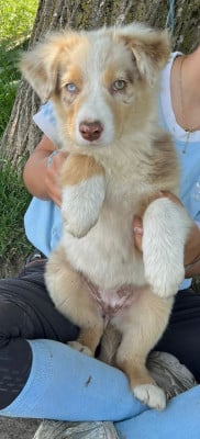 Les chiots de Berger Australien