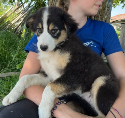 Les chiots de Berger Australien