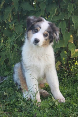 Les chiots de Berger Australien