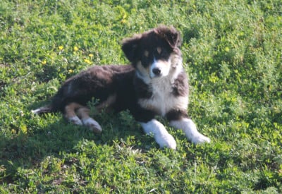 Les chiots de Berger Australien