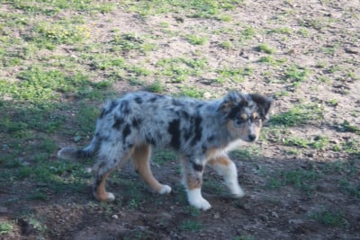 Les chiots de Berger Australien