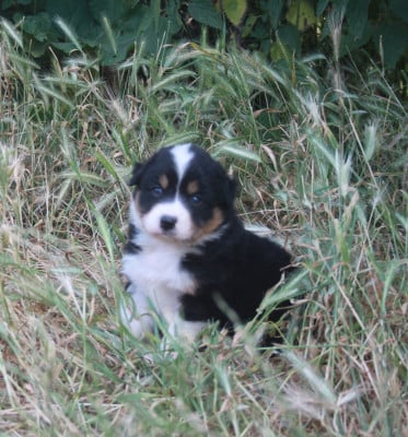 Les chiots de Berger Australien