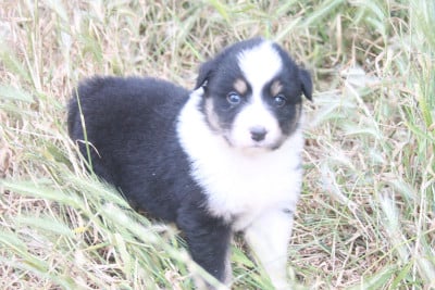 Les chiots de Berger Australien