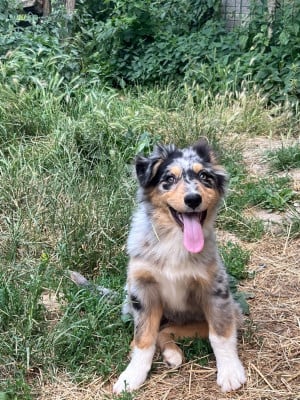 Les chiots de Berger Australien