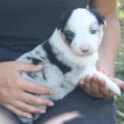 Les chiots de Berger Australien