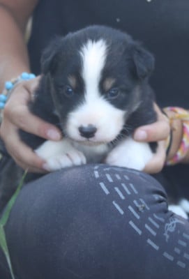 Les chiots de Berger Australien