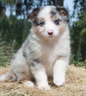 Les chiots de Berger Australien