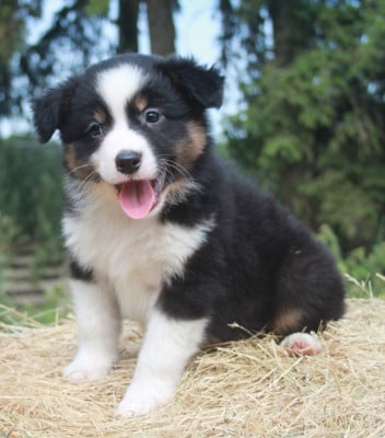 Les chiots de Berger Australien